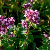 Kako posaditi origano (origano) na otvorenom tlu